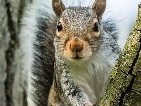 Understanding the Grey Squirrel Risks to Ecosystems Gardens and Health