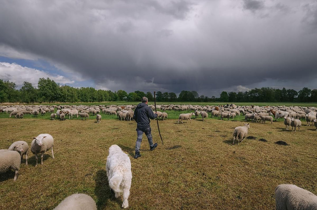 Schäfermeister mit Moorschnucken und Hütehund