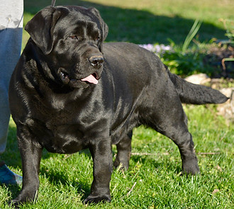 GABE -ANDYS SIRE.jfif