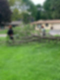 Tree Care.jpg