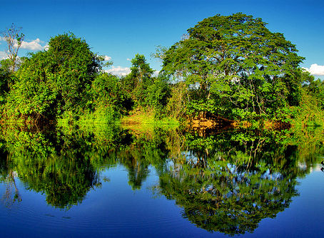 Ecofilia