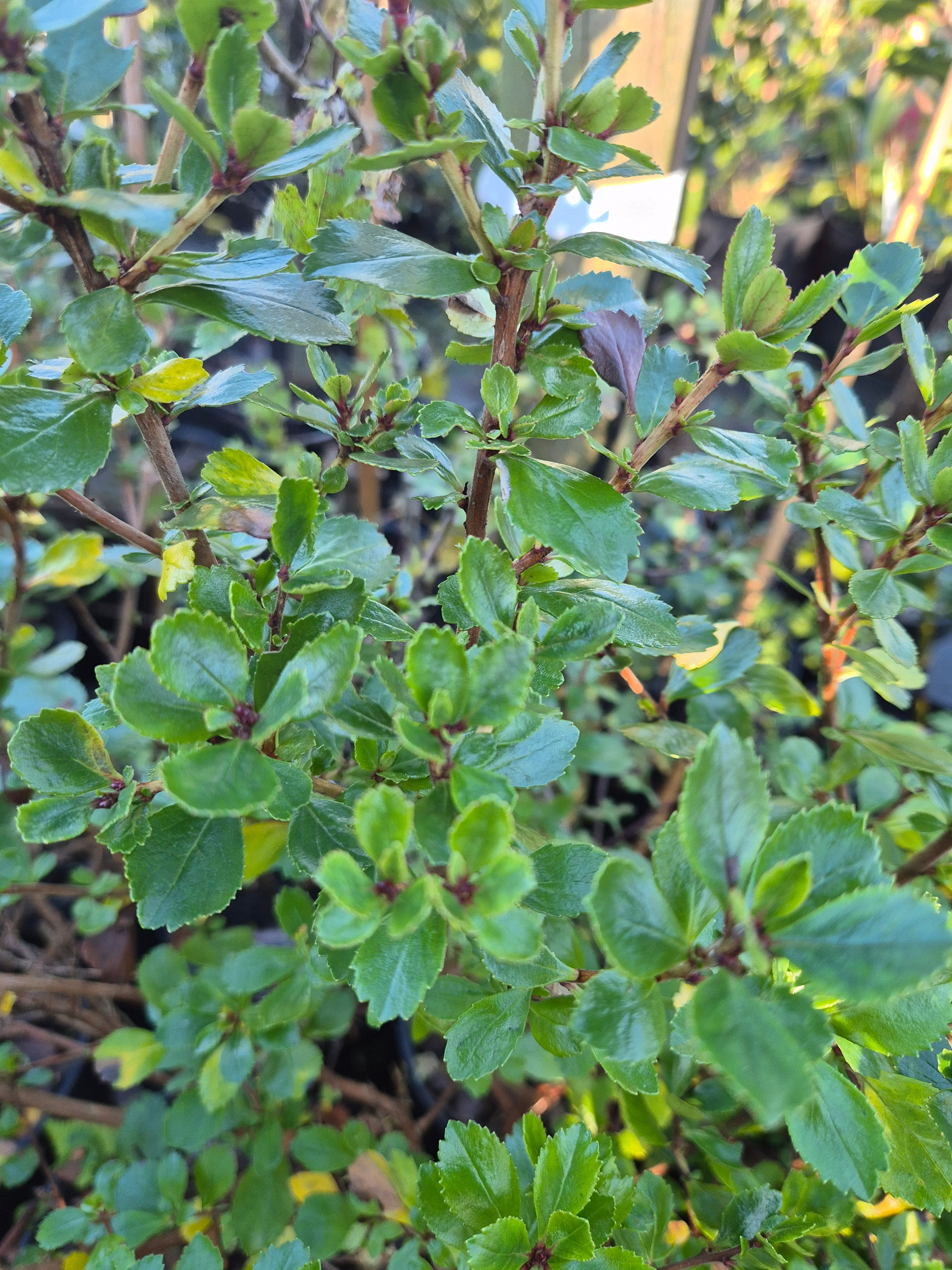 Escallonia 'Apple Blossom'