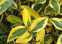 Elaeagnus ebbingei 'Gilt Edge'