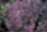 Thumbnail: Pittosporum tenuifolium 'Purpureum'