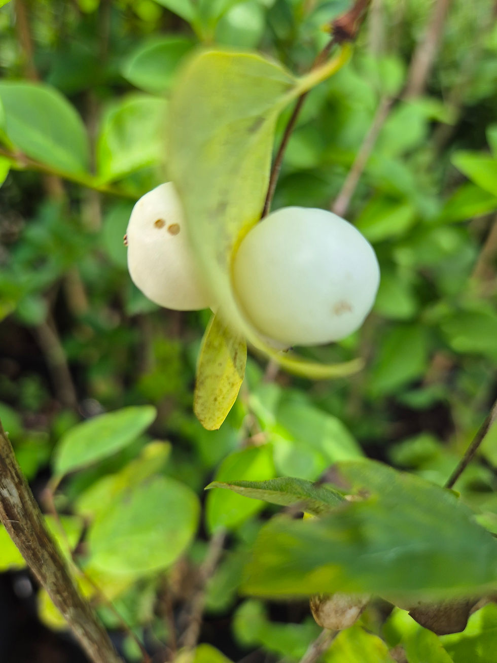 Thumbnail: Symphoricarpos albus