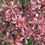 Thumbnail: Prunus tenella "Fire Hill"