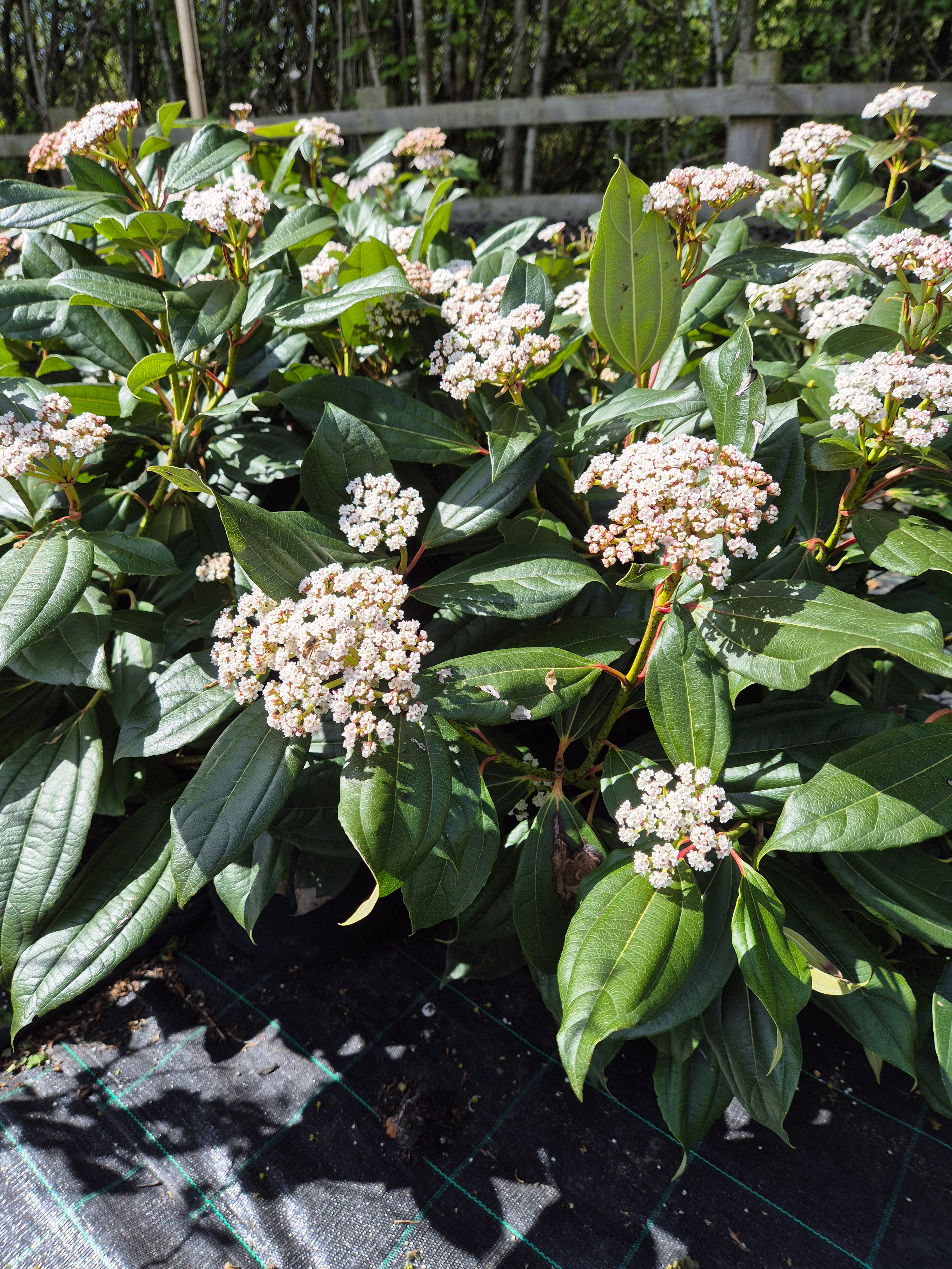Viburnum davidii