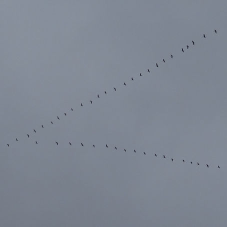 16 février - ST DENIS sur OUANNE