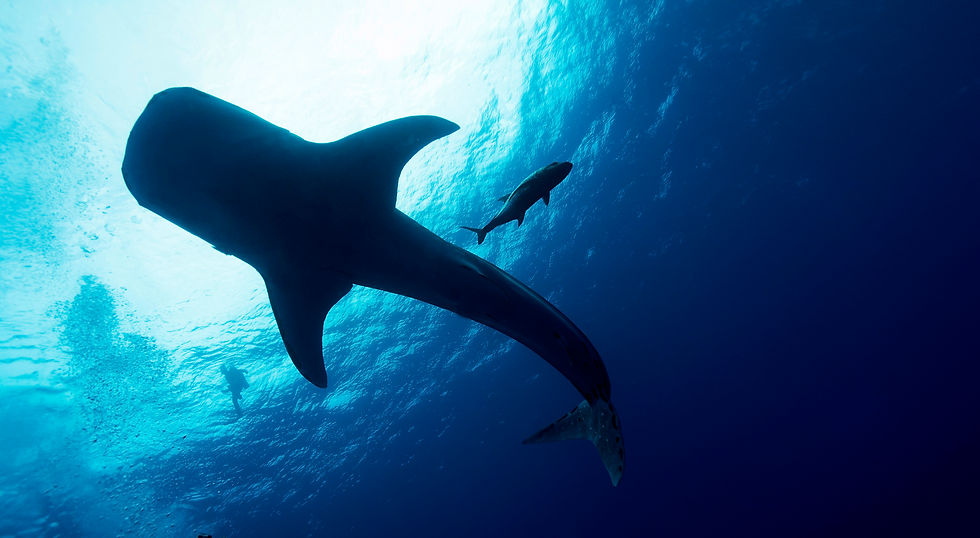 Aquos_Foundation_Tubbataha_June2019-05862_RT1.jpg