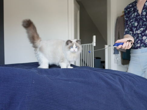 Klikkertræning af kat