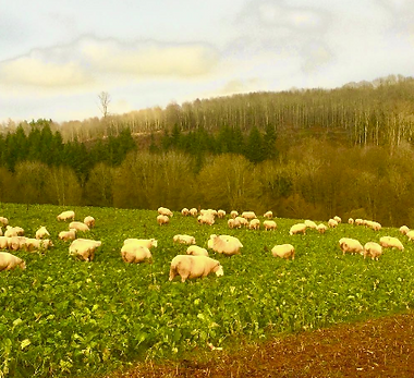 Screenshot 2025-03-12 202224.png