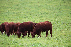 Cattle