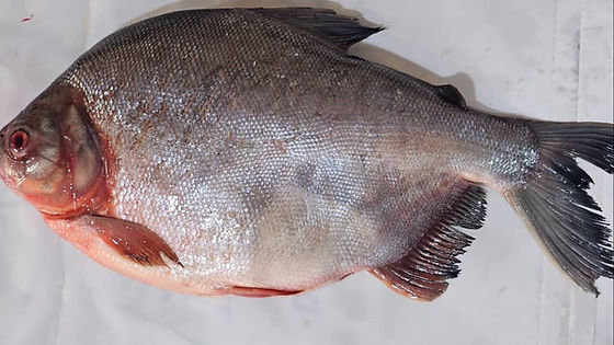 Grilled Whole Sea Bass fish with side