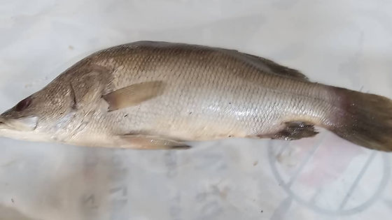 Regular Size Grilled White Snapper Fish with side