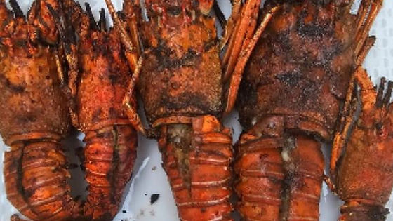 Grilled large lobsters with side