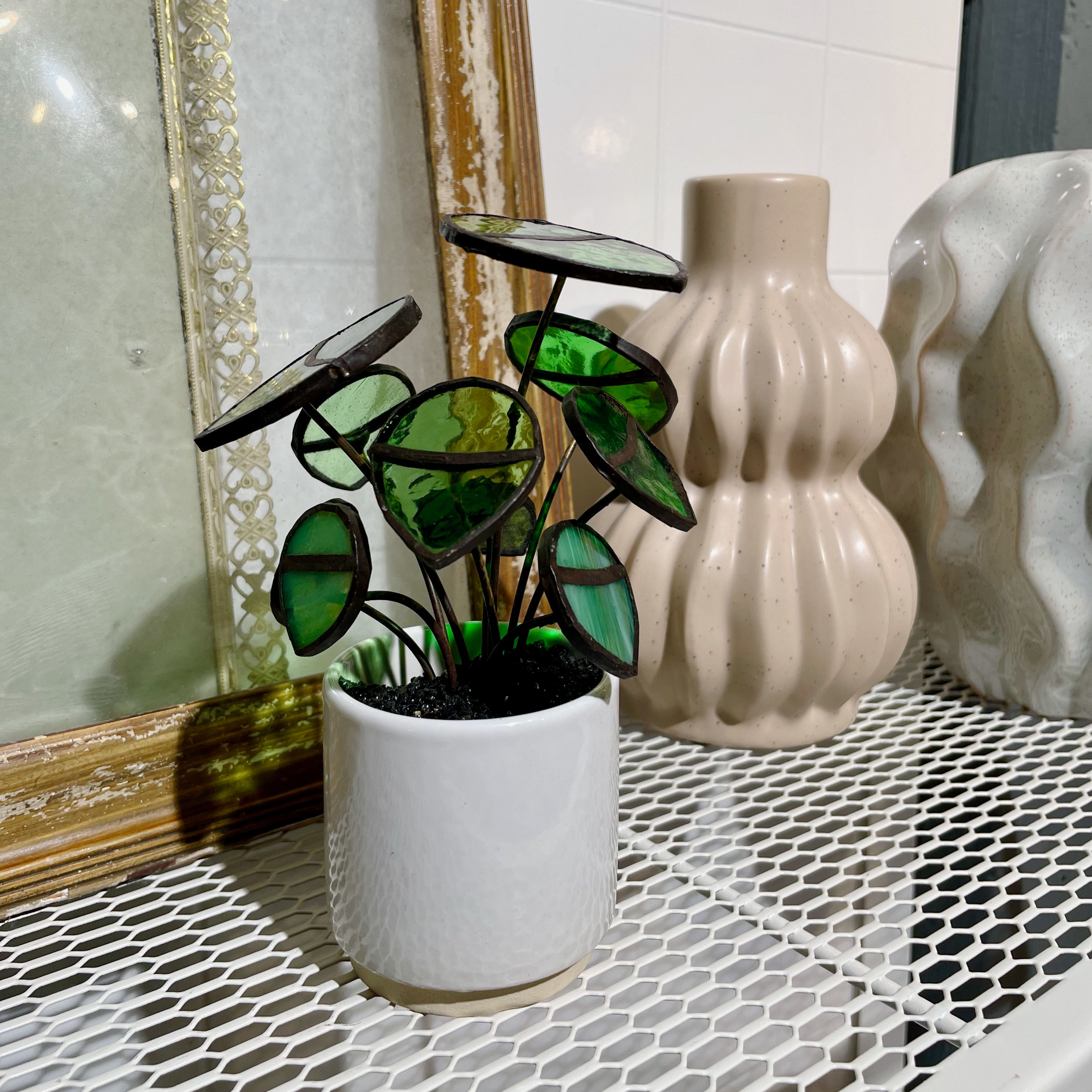 Pannenkoekenplantje medium