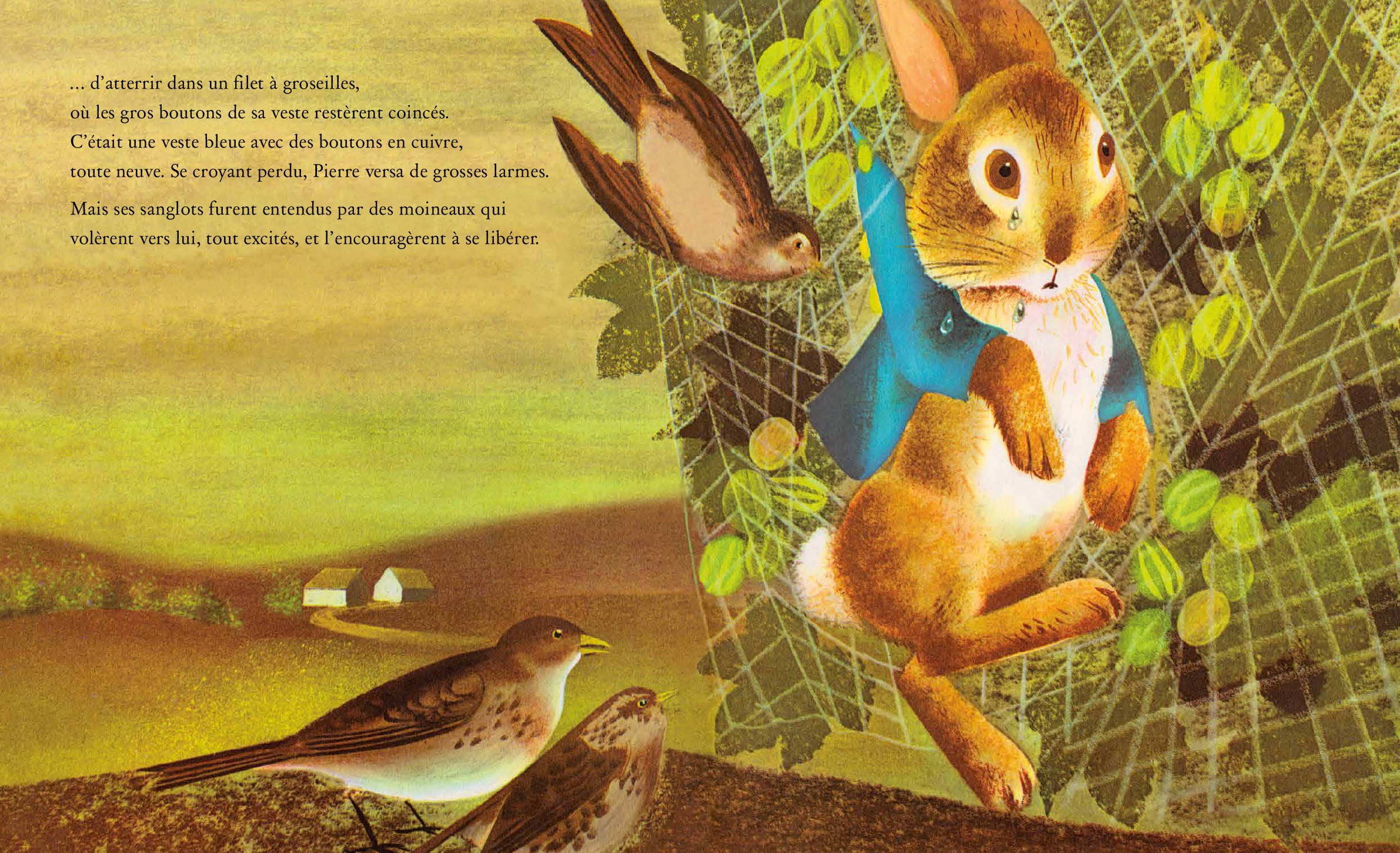 Pierre Lapin Thepicturebookagency