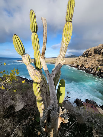 cactus.jpg