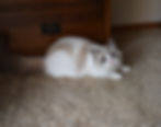 poppy1
