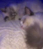 Image%20(3)_edited