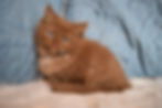Solid Cinnamon