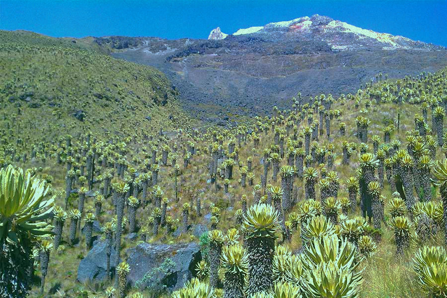 nevado_edited.jpg