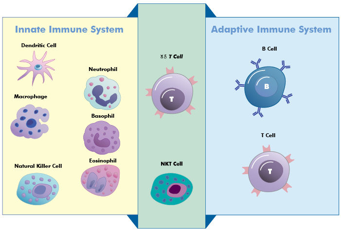 Wait... How does my immune system actually work