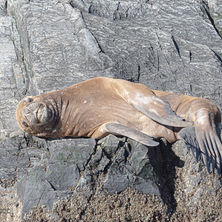 A serene moment on the rocky shores of Ushuaia: a sea lion resting under the sunlight, surrounded by the natural textures of the Beagle Channel coastline. This image captures the calm and authentic wildlife of Tierra del Fuego.