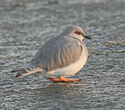 Magllanic Plover
with red eyes standing on ice