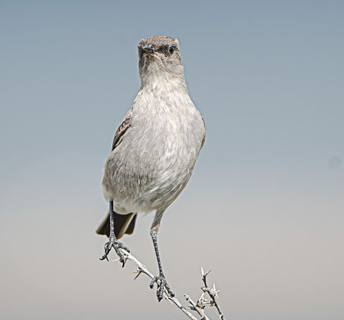 Black faced Ground-Tyrant perched on a thorny branch