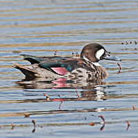 Profile of a male Harlequin Duck swimming on calm water