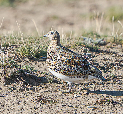 Small patterned bird standing on dry ground in daylight.
