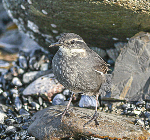 Small grey bird standing on a rocky shoreline with mussels