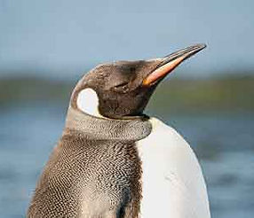 <button title="Observación de aves en Argentina">Iniciar sesión</button>