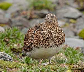 <button title="Observación de aves en Ushuaia">Iniciar sesión</button>