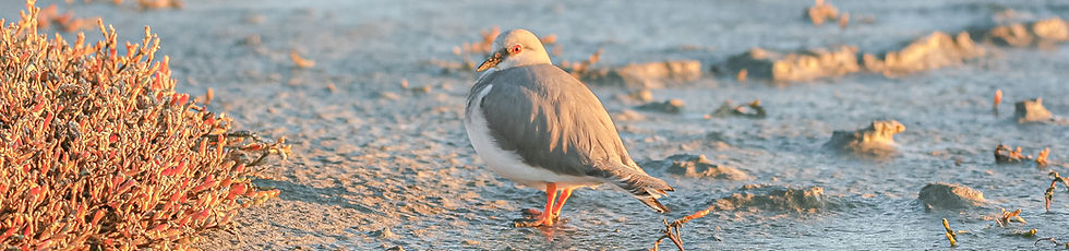 Magellanic Plover observerd in Birding in Rio Grande