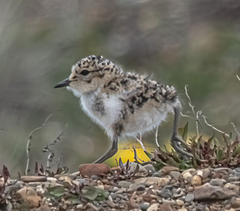 Small speckled bird chick walking on rocky ground