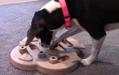 hide and slide dog toy