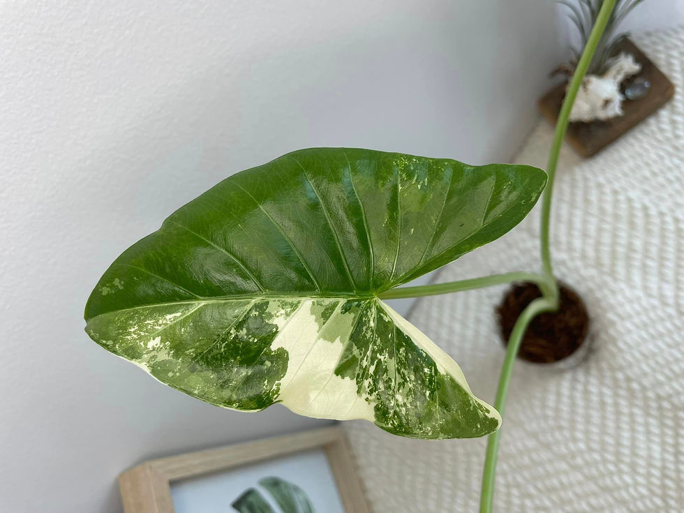 Miniature : Alocasia Macrorrhiza Variagata