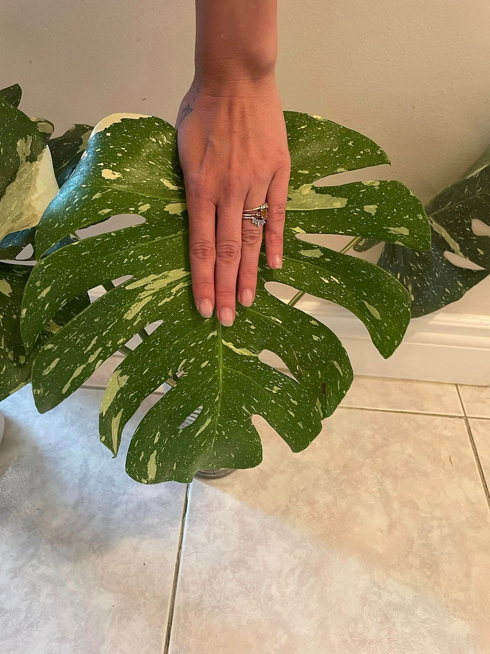 Miniature : Monstera Thai Constellation
