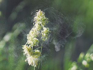 The Great Pollen Invasion