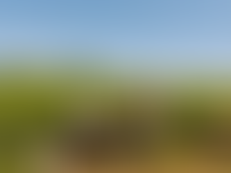 Local Honey in Middle Tennessee