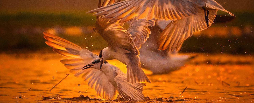 birds in golden light photographed in mangalajodi workshop india