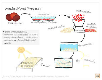 การแปรรูปแบบเปีก (Wet Process หรือ Washed Process).jpg