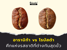 อาราบิก้า vs โรบัสต้า : ศึกแห่งรสชาติที่ต่างกันสุดขั้ว