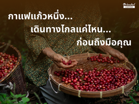 กาแฟแก้วหนึ่ง...เดินทางไกลแค่ไหนก่อนถึงมือคุณ