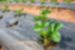 agro folija
