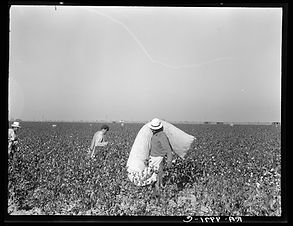 pickers-in-cotton-field-southern-san-joaquin-valley-california.jpg