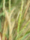 gamba seedheads_Nov06.JPG