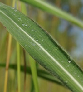 Gamba grass - 4 leaves.JPG